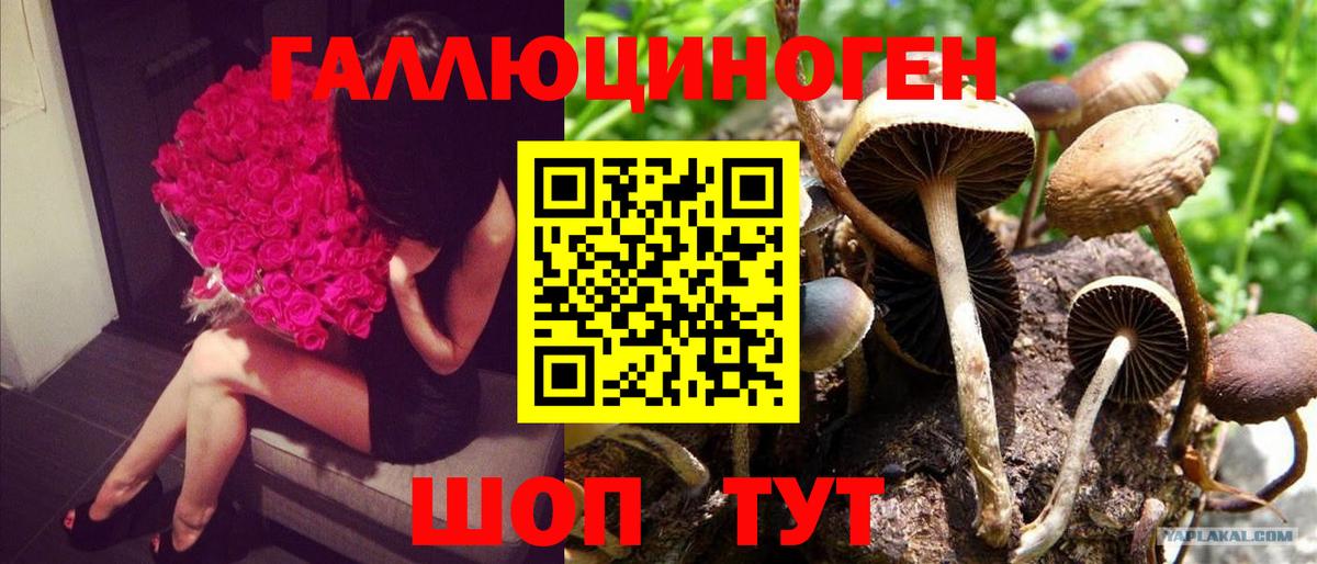Псилоцибиновые грибы Psilocybe Ногинск